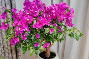 九重葛「口味重」，愛喝這種「水」，花開一整年，真美
