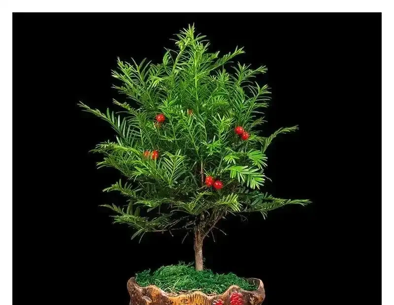 這6種花，晚上製氧氣，臥室養一盆，從此不愛失眠，夜夜睡眠好！
