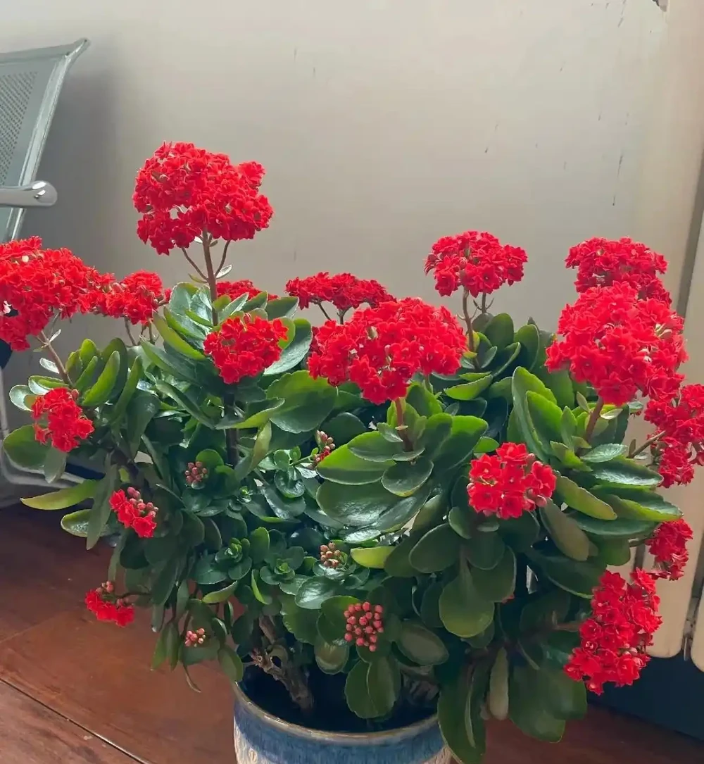 這6種花，晚上製氧氣，臥室養一盆，從此不愛失眠，夜夜睡眠好！