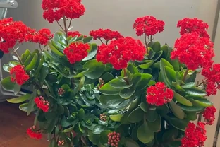 這6種花，晚上製氧氣，臥室養一盆，從此不愛失眠，夜夜睡眠好！