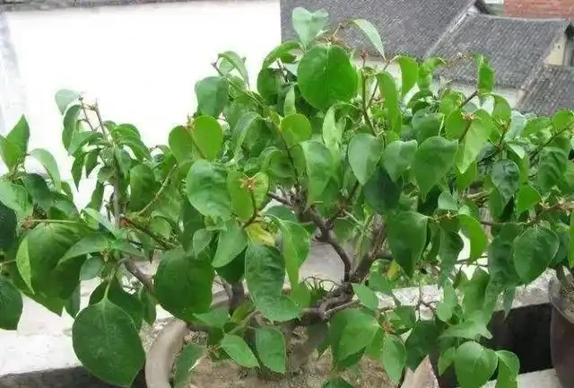 九重葛葉子掉光了,一個小妙招,一月新葉就長出,滿枝都是花