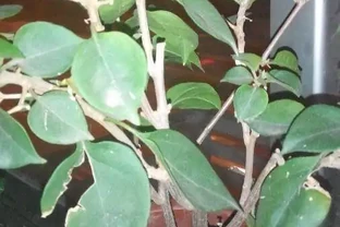 九重葛葉子掉光了，一個小妙招，一月新葉就長出，滿枝都是花