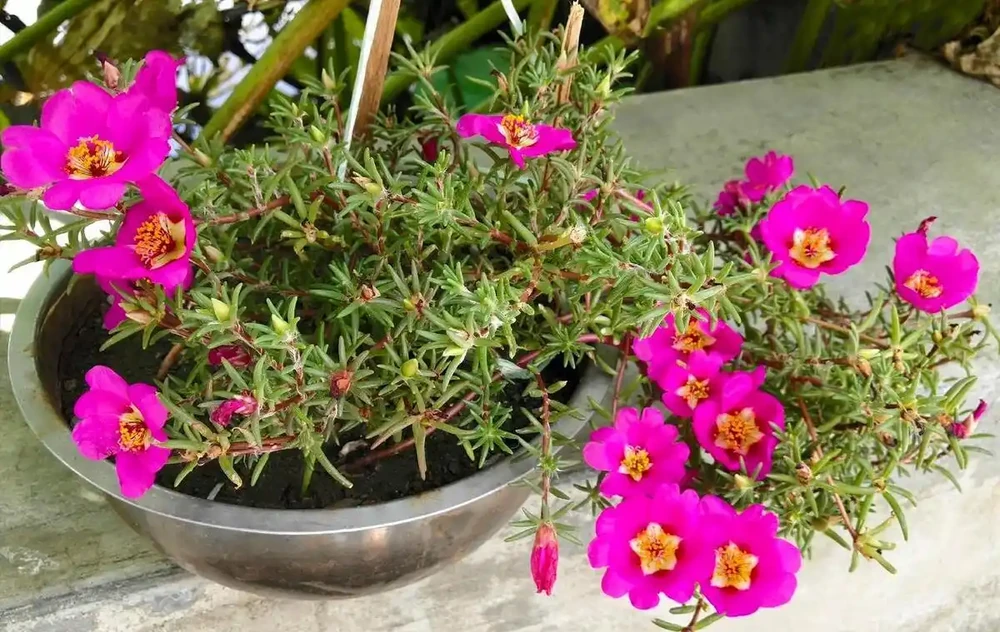 10種公認陽臺最好養的花