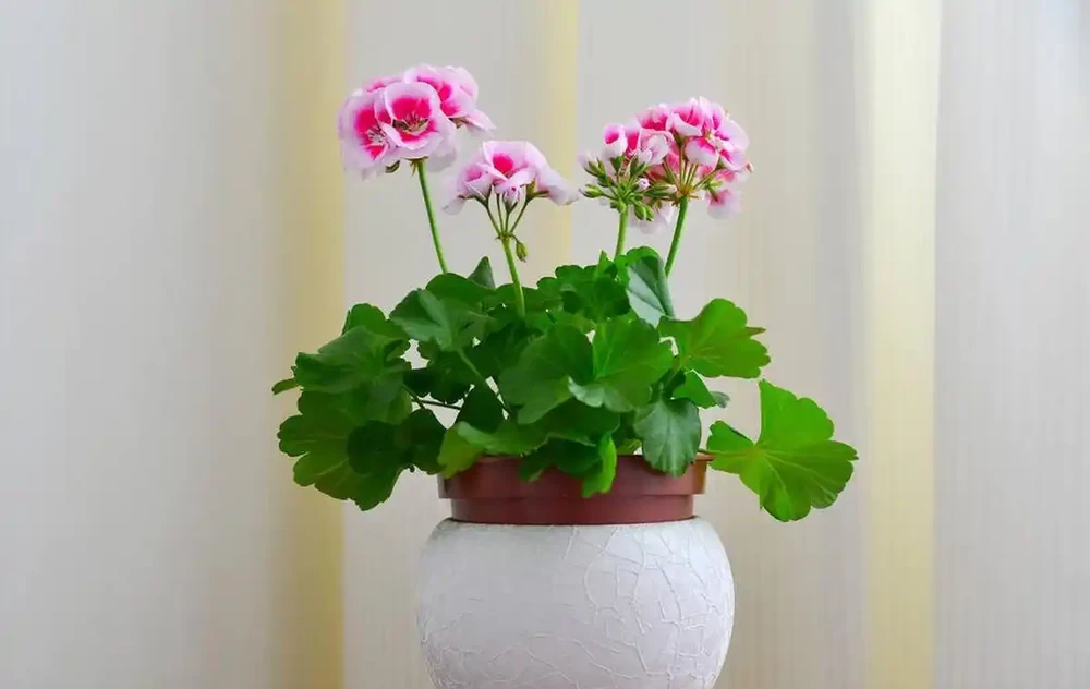 10種公認陽臺最好養的花