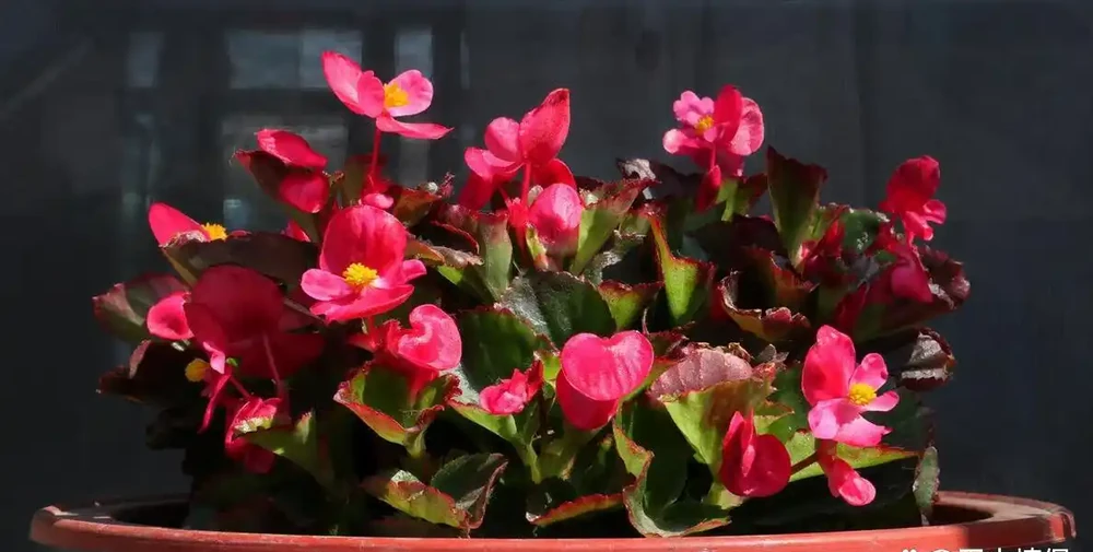 10種公認陽臺最好養的花