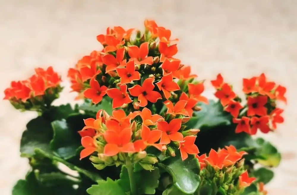 10種公認陽臺最好養的花