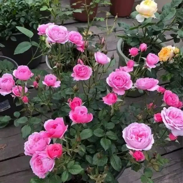 養月季，一個施肥小竅門，花苞不停冒葉子綠油油，冬季也能長得旺
