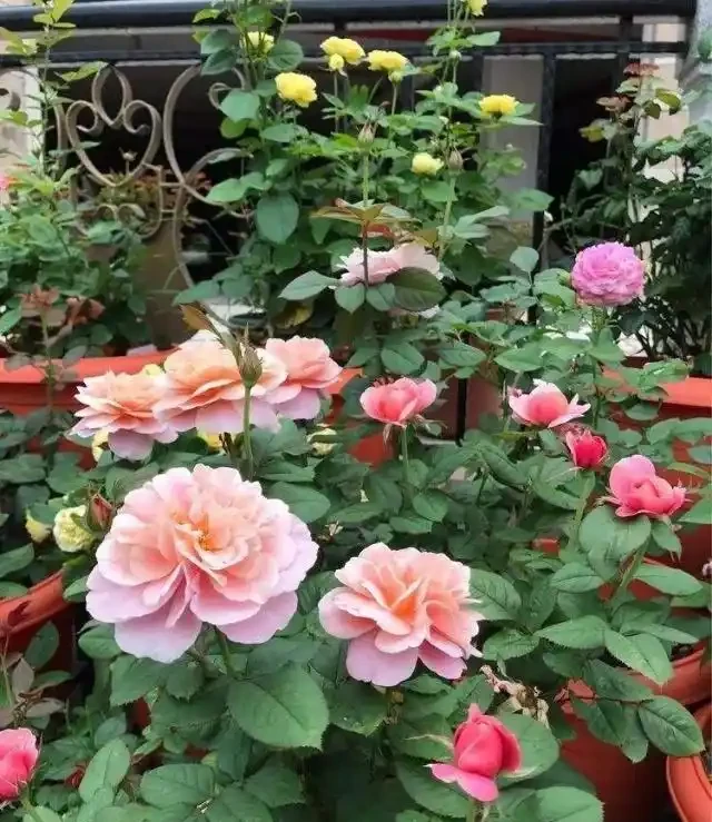 養月季，一個施肥小竅門，花苞不停冒葉子綠油油，冬季也能長得旺
