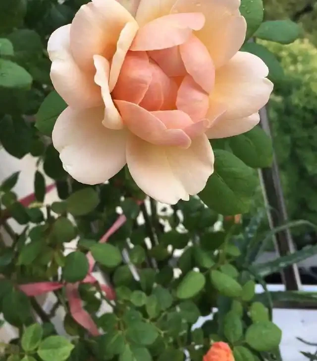 養月季，一個施肥小竅門，花苞不停冒葉子綠油油，冬季也能長得旺