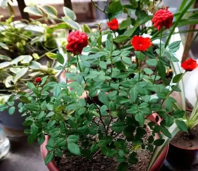 養月季，一個施肥小竅門，花苞不停冒葉子綠油油，冬季也能長得旺