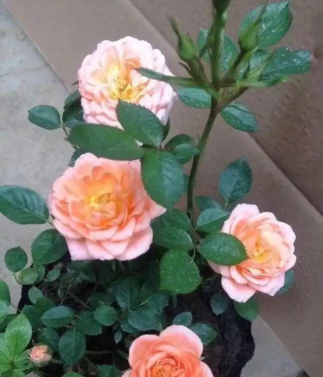 養月季，一個施肥小竅門，花苞不停冒葉子綠油油，冬季也能長得旺