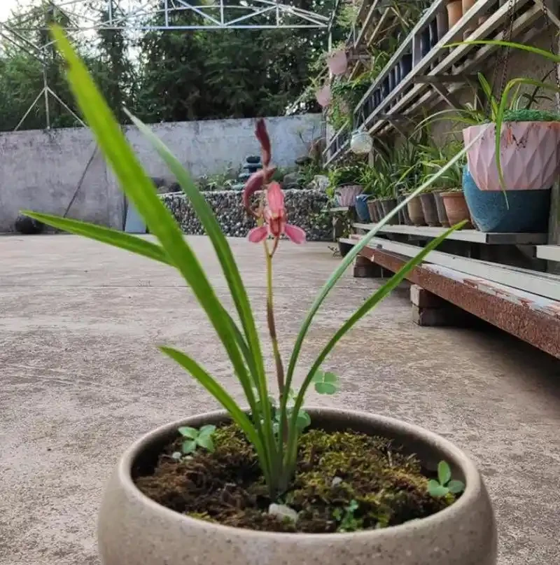 蘭草葉子乾枯的原因,及時發現與處理是關鍵