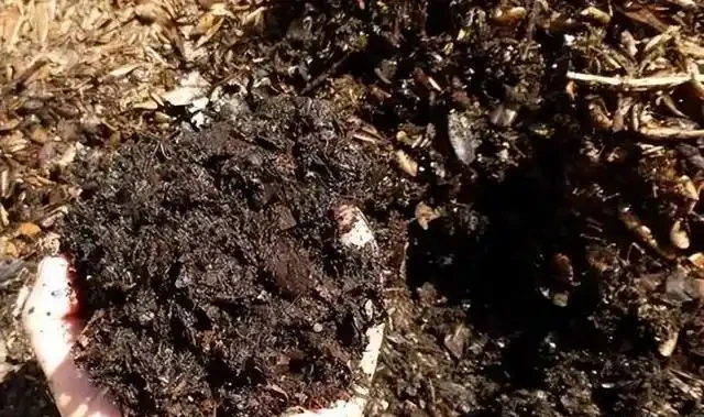 羊糞發酵最簡單的方法是什麼?