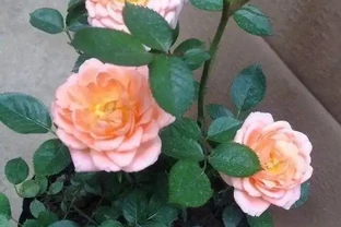 養月季，一個施肥小竅門，花苞不停冒葉子綠油油，冬季也能長得旺