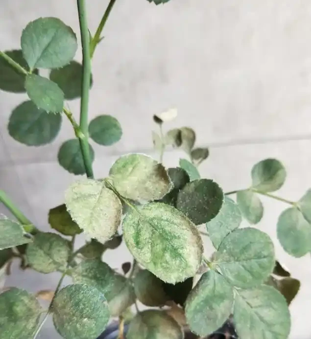 盆栽玫瑰花的養殖方法和注意事項