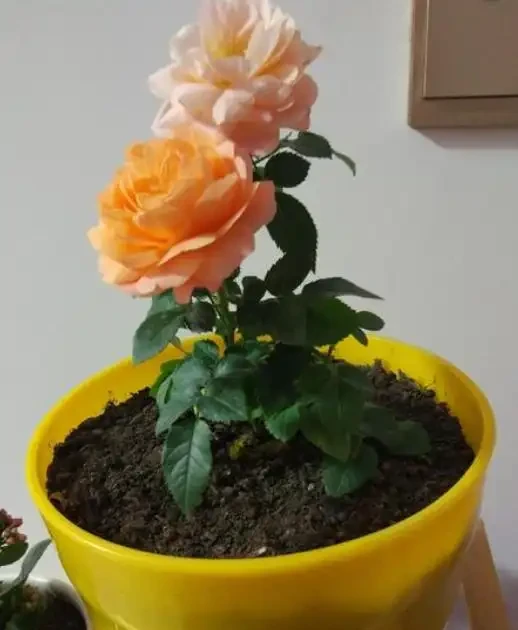 盆栽玫瑰花的養殖方法和注意事項
