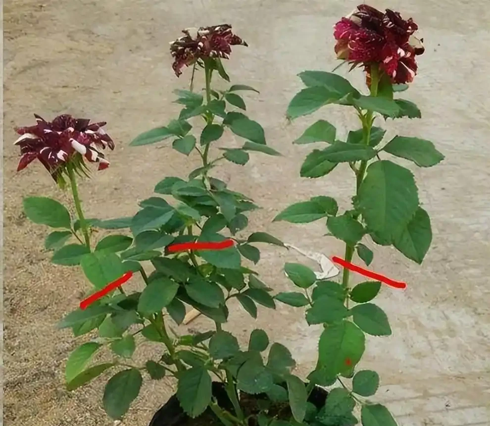 盆栽玫瑰花的養殖方法和注意事項