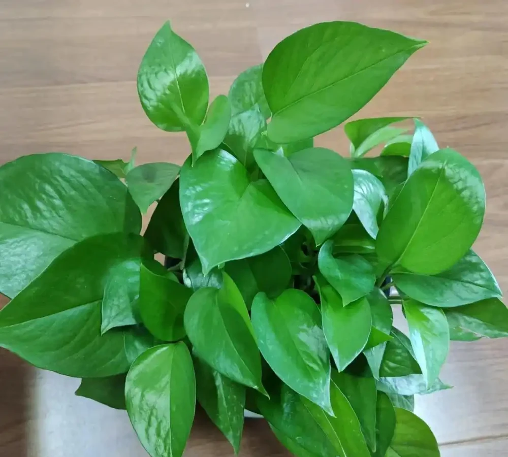 9種花，插枝還得在「初冬」，冷而不寒「成活率」高呀