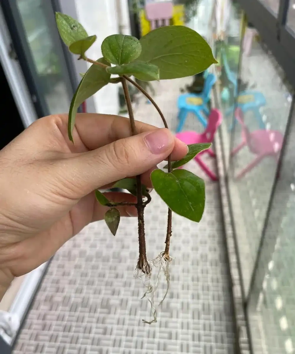 9種花，插枝還得在「初冬」，冷而不寒「成活率」高呀