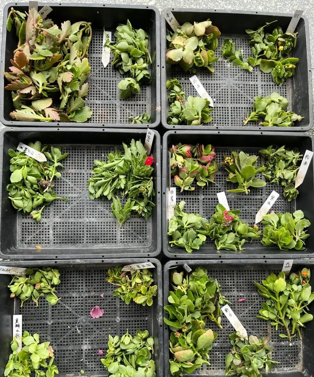 9種花，插枝還得在「初冬」，冷而不寒「成活率」高呀