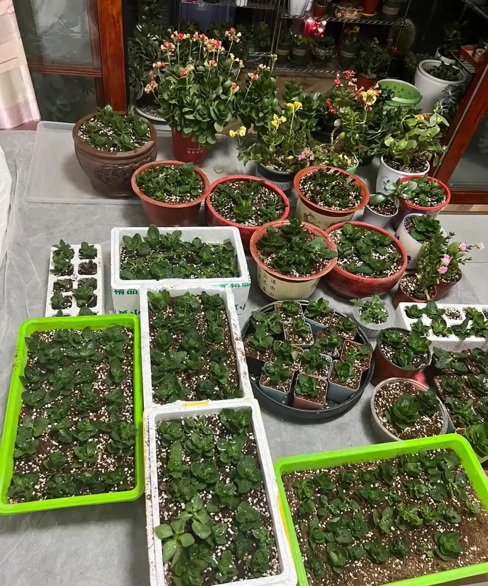 9種花，插枝還得在「初冬」，冷而不寒「成活率」高呀