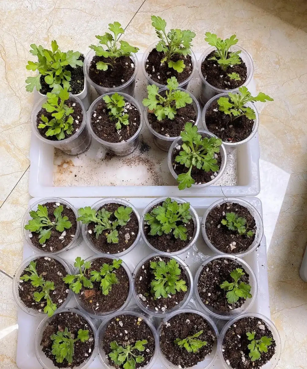 9種花，插枝還得在「初冬」，冷而不寒「成活率」高呀
