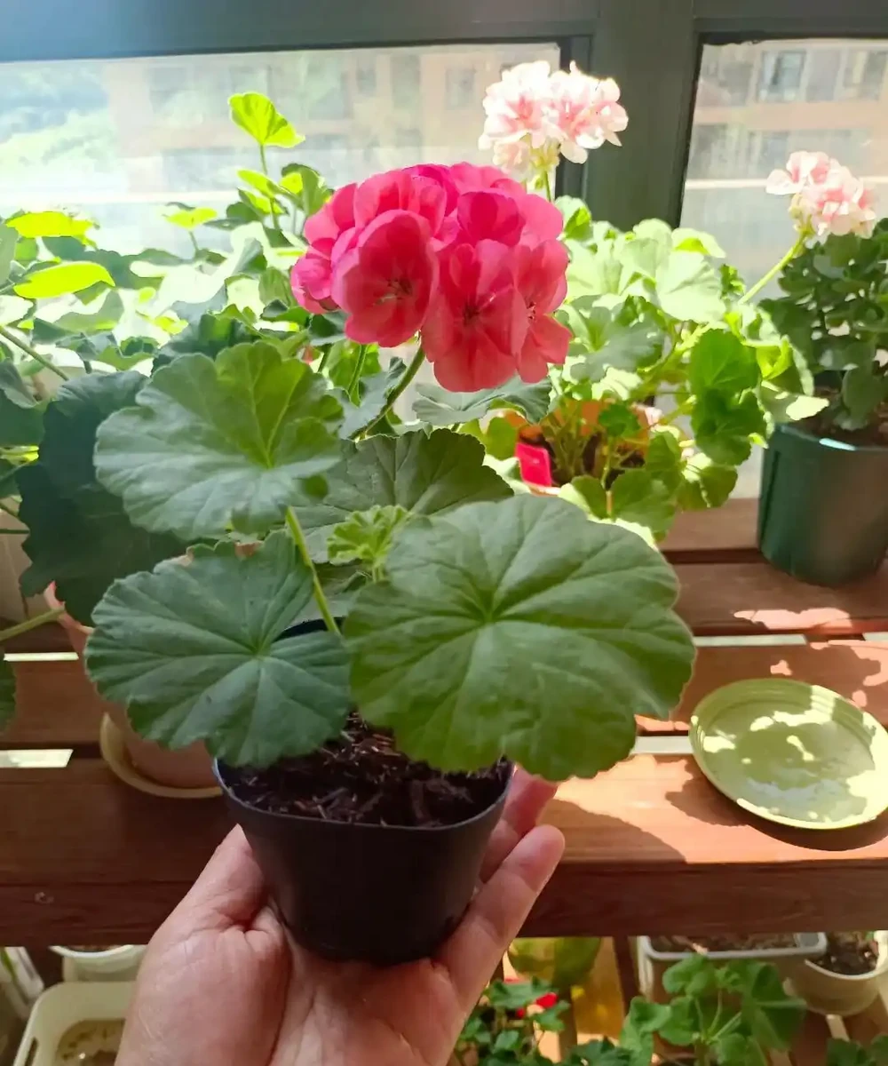 9種花，插枝還得在「初冬」，冷而不寒「成活率」高呀