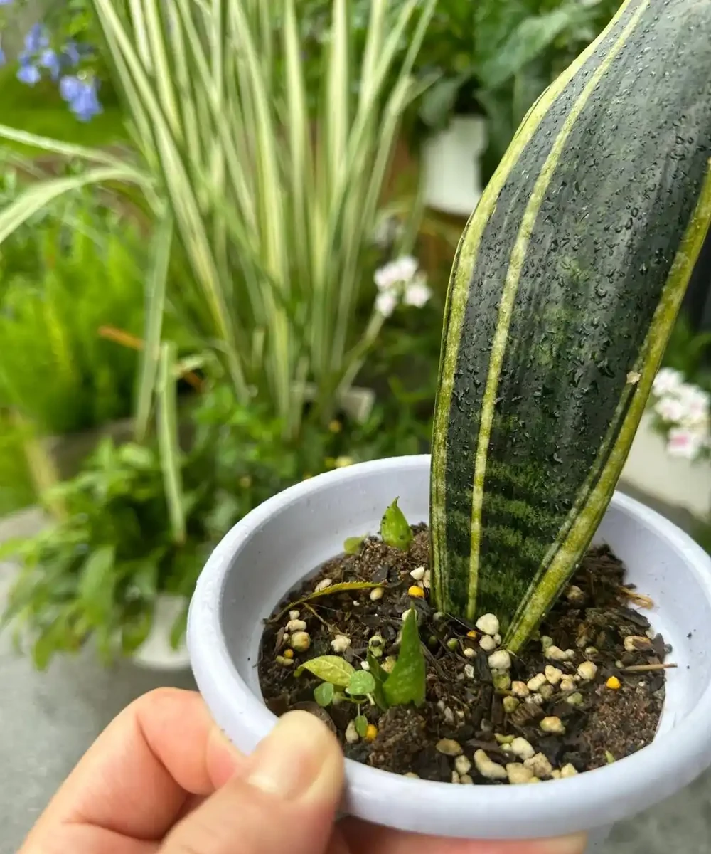 9種花，插枝還得在「初冬」，冷而不寒「成活率」高呀