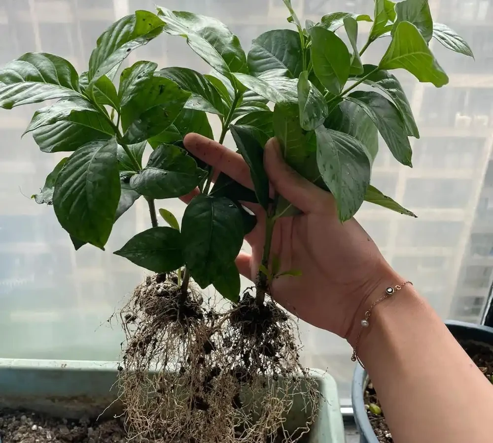 9種花，插枝還得在「初冬」，冷而不寒「成活率」高呀
