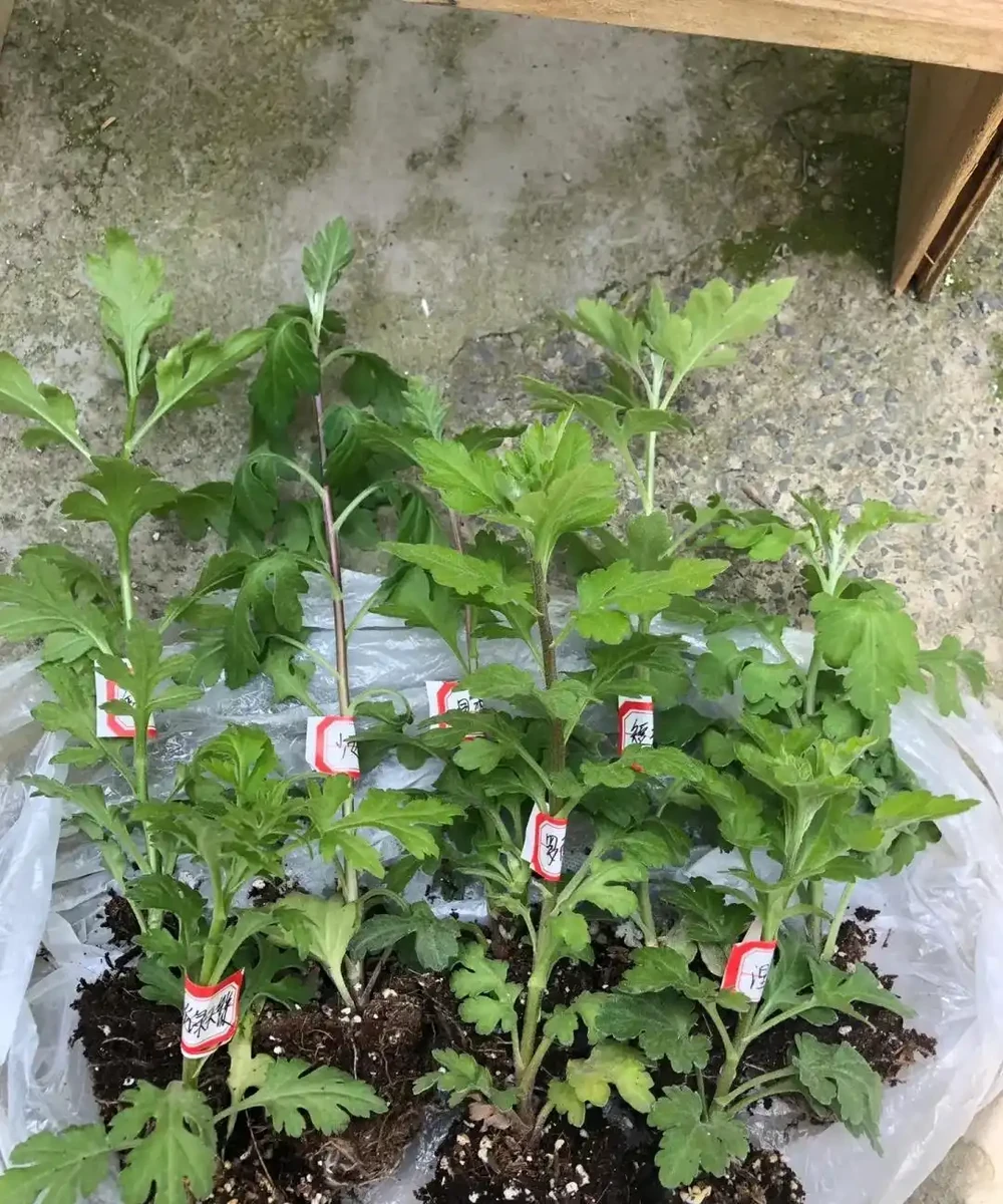 9種花，插枝還得在「初冬」，冷而不寒「成活率」高呀