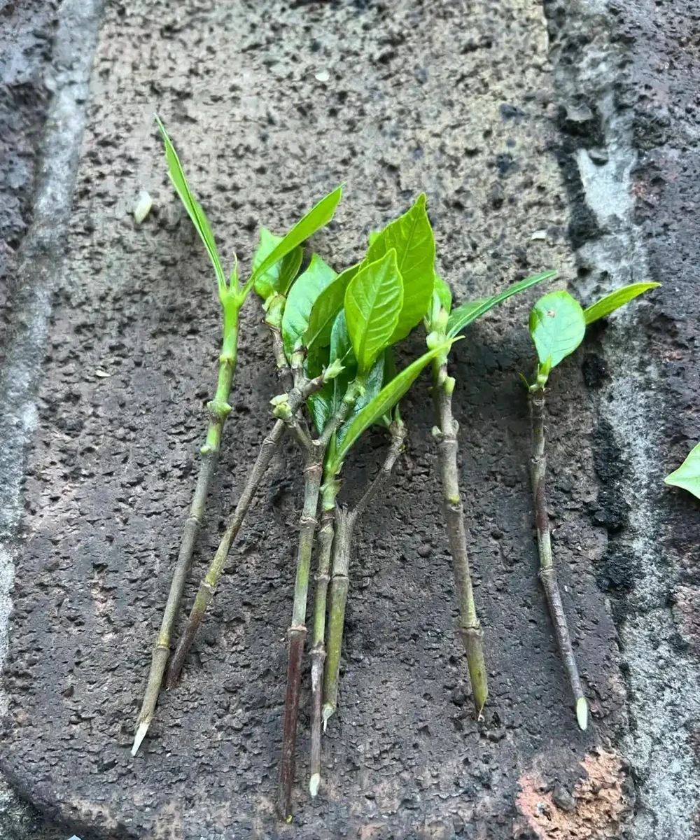 9種花，插枝還得在「初冬」，冷而不寒「成活率」高呀
