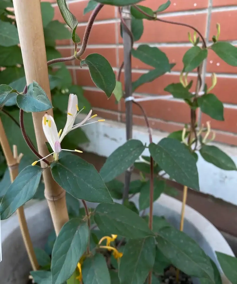9種花，插枝還得在「初冬」，冷而不寒「成活率」高呀