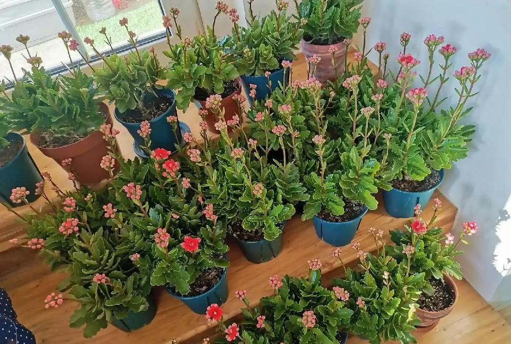 9種花，插枝還得在「初冬」，冷而不寒「成活率」高呀
