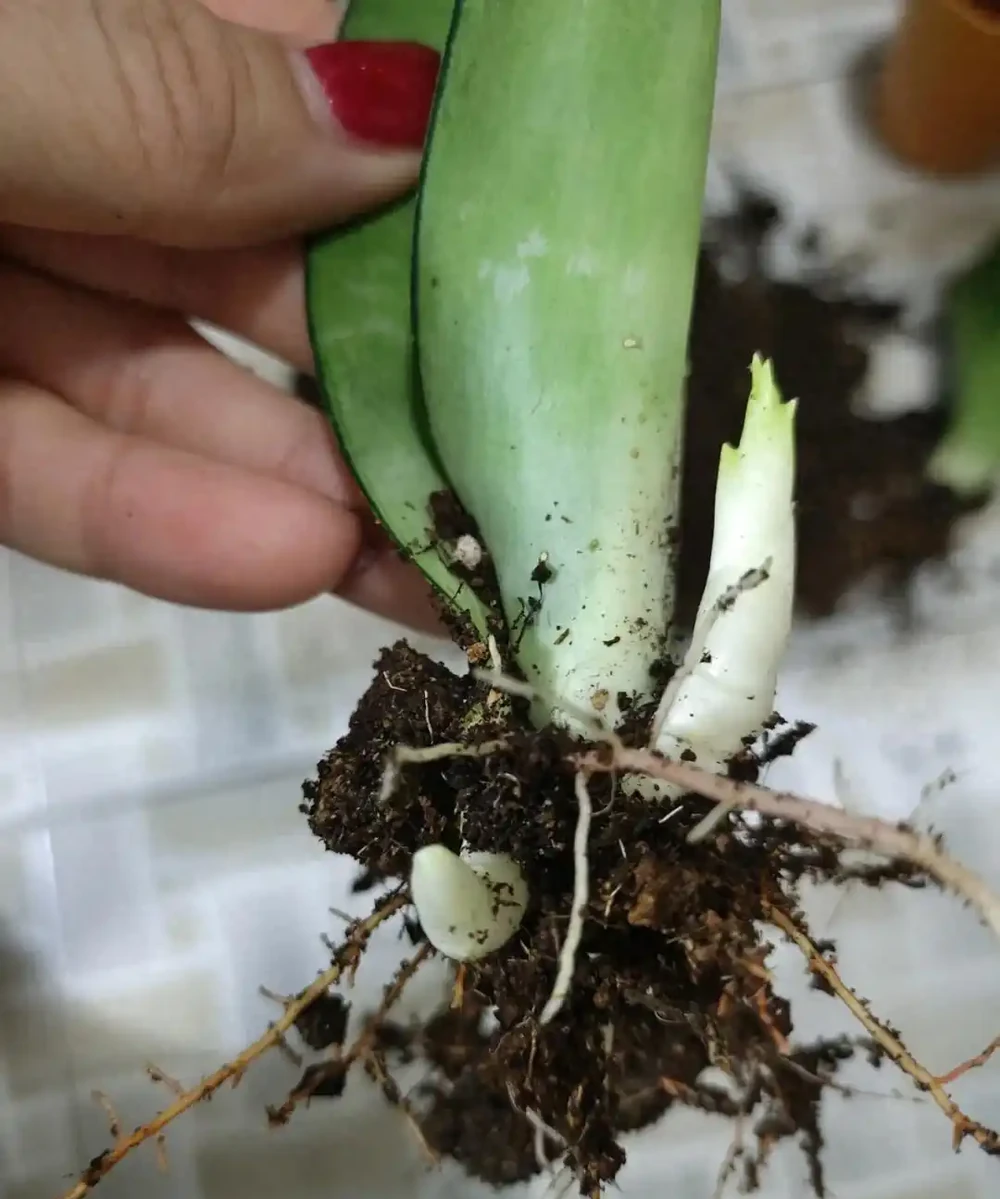 9種花，插枝還得在「初冬」，冷而不寒「成活率」高呀
