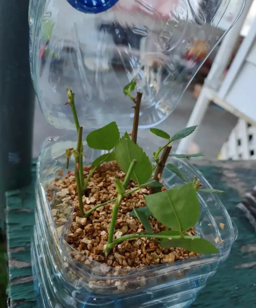 9種花，插枝還得在「初冬」，冷而不寒「成活率」高呀