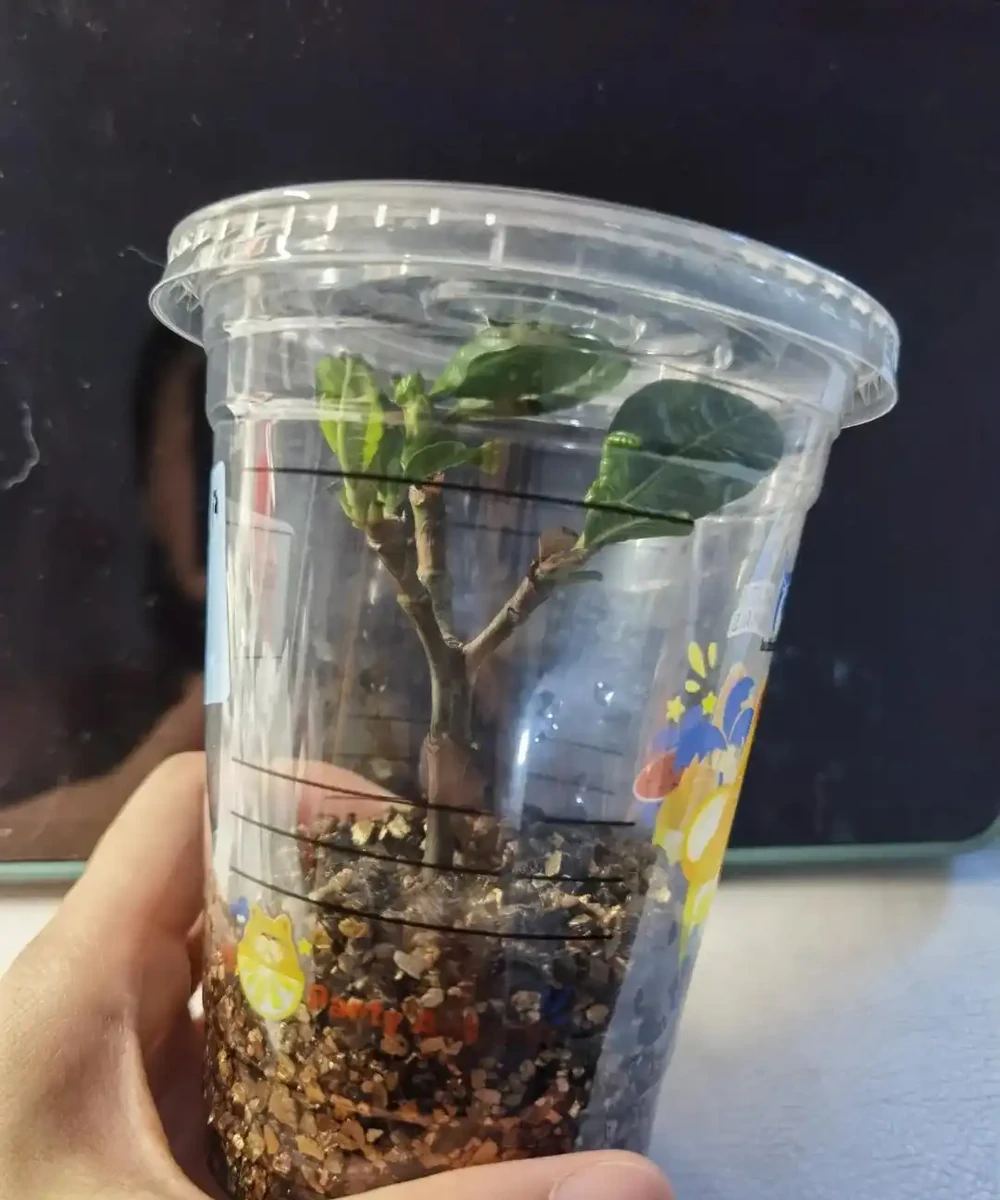 9種花，插枝還得在「初冬」，冷而不寒「成活率」高呀