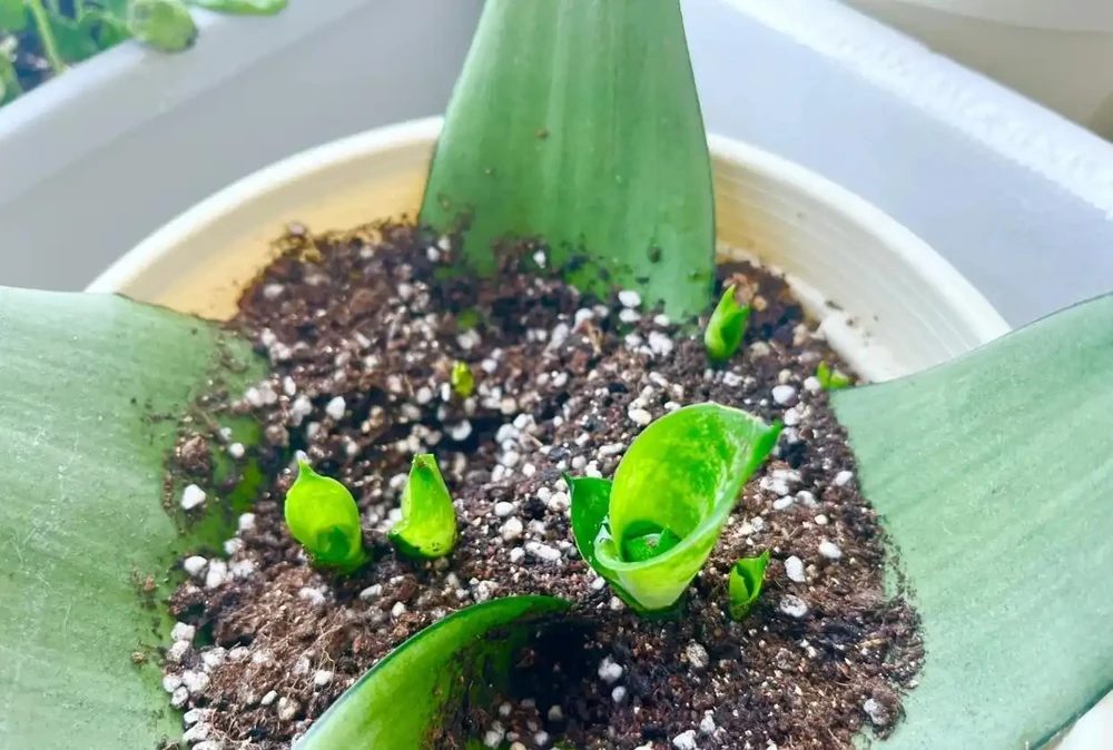 9種花，插枝還得在「初冬」，冷而不寒「成活率」高呀