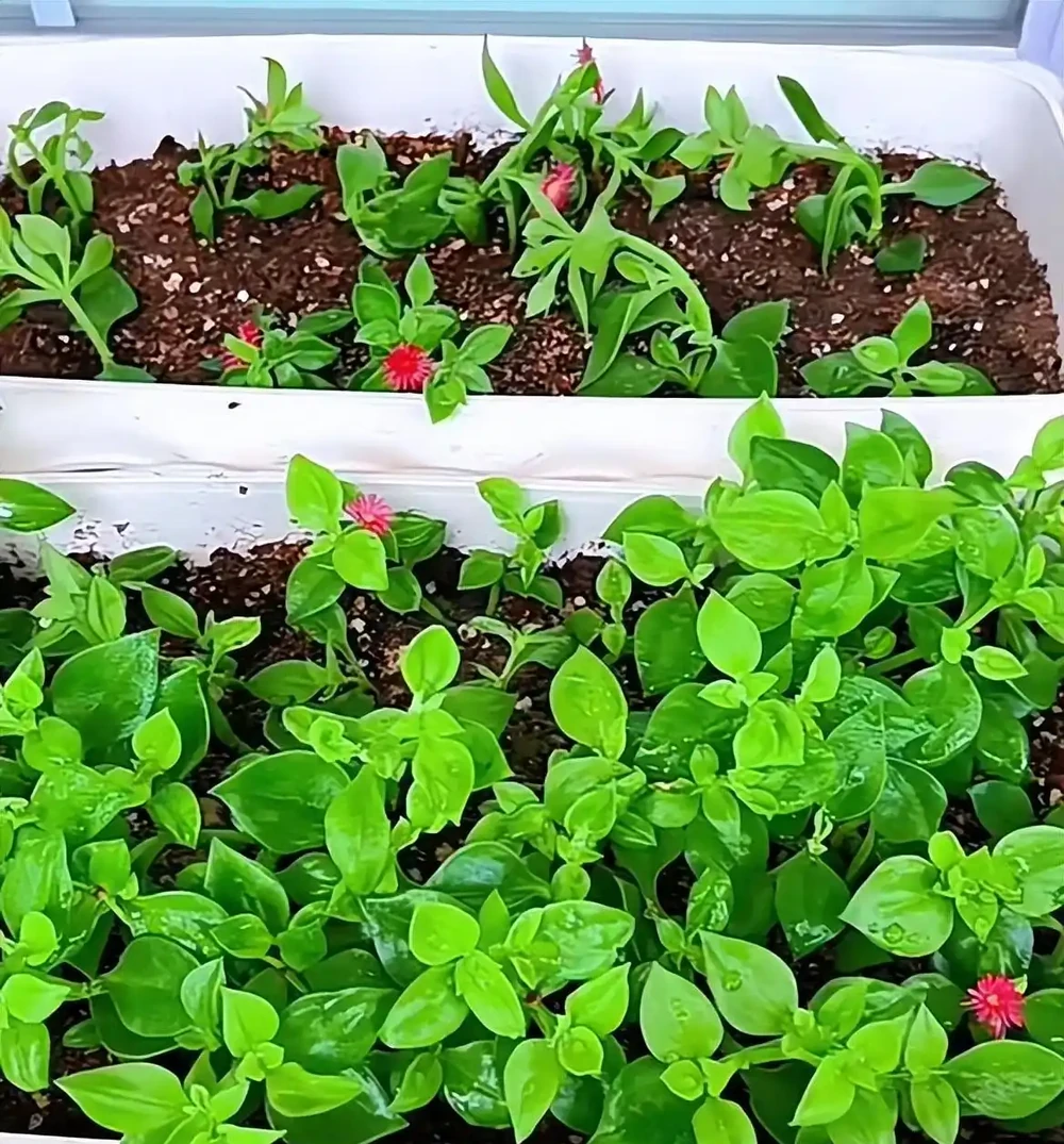 9種花，插枝還得在「初冬」，冷而不寒「成活率」高呀