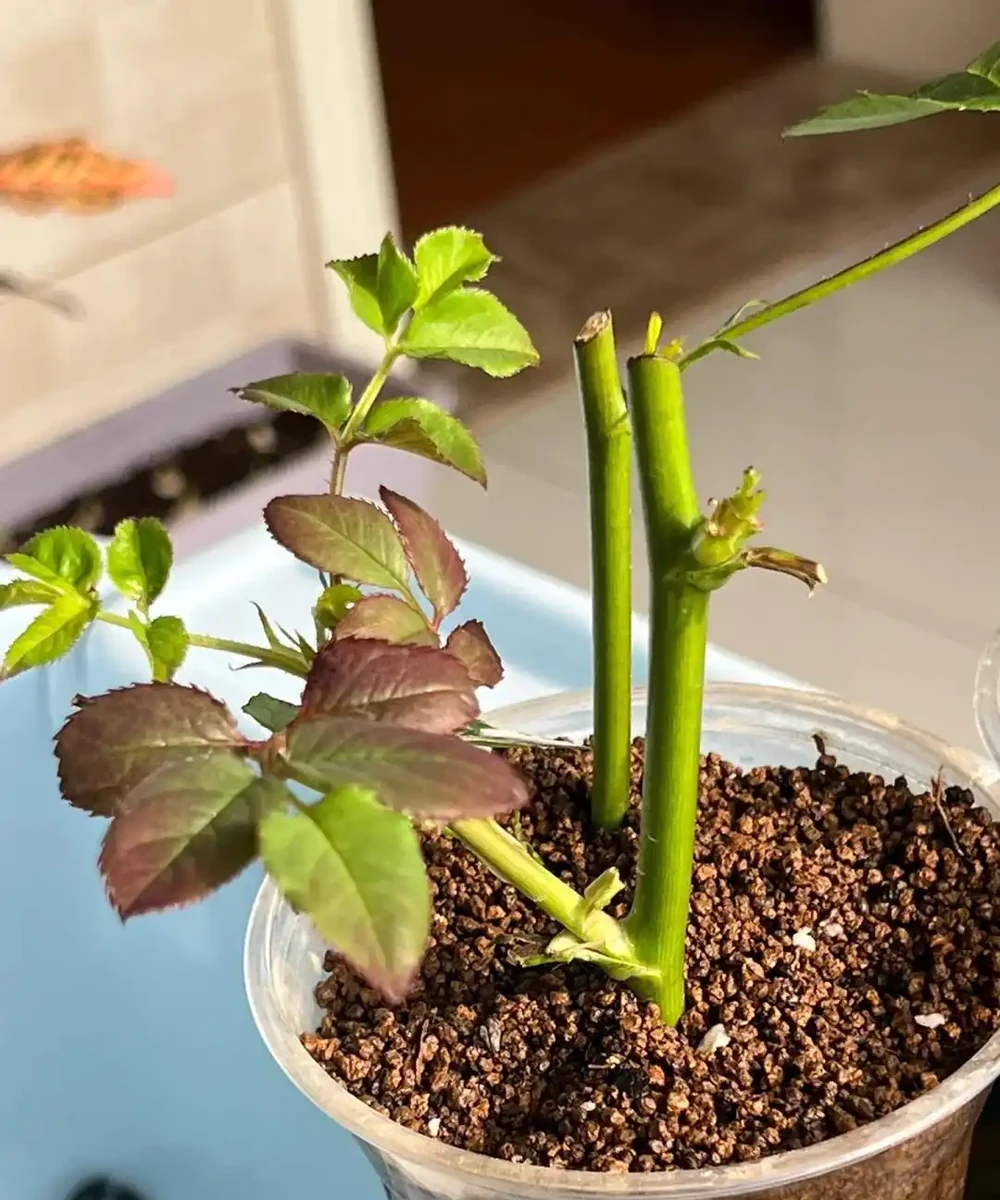 9種花，插枝還得在「初冬」，冷而不寒「成活率」高呀