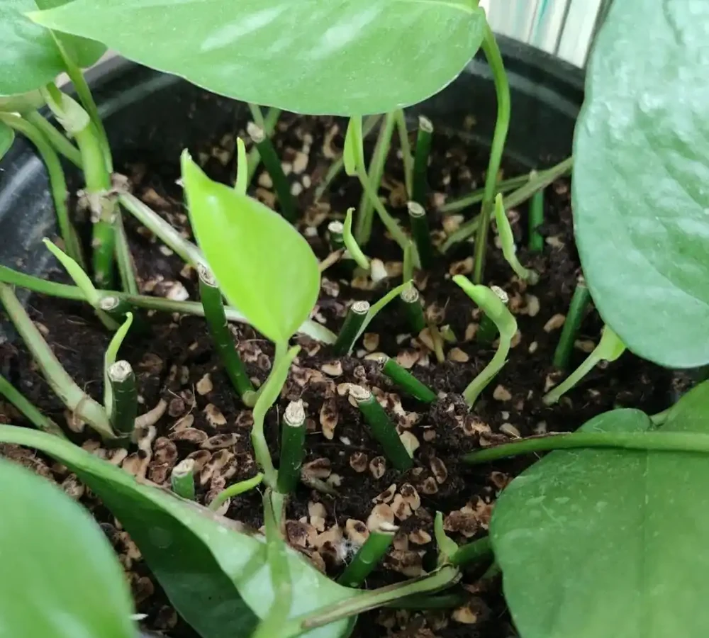 9種花，插枝還得在「初冬」，冷而不寒「成活率」高呀