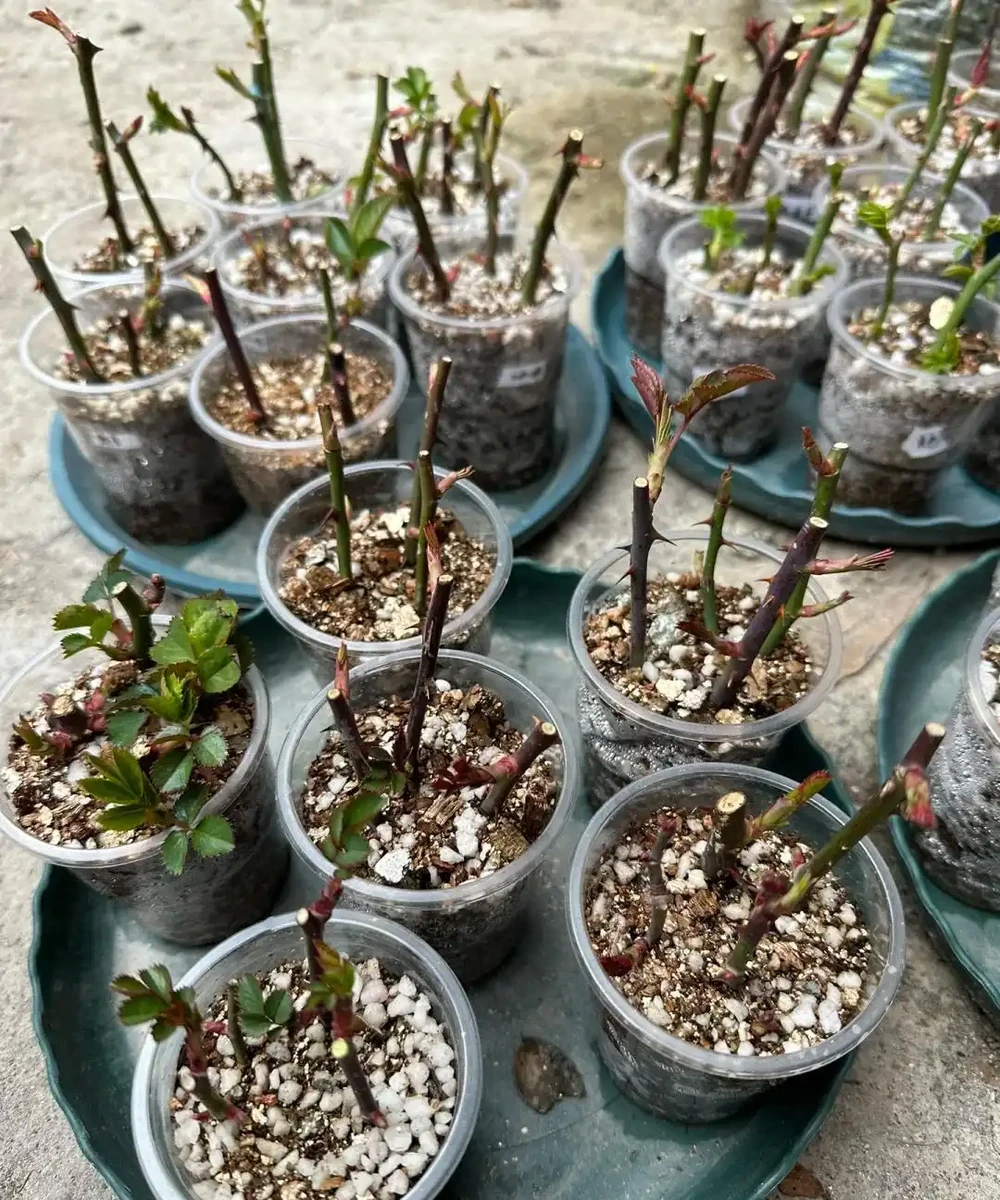 9種花，插枝還得在「初冬」，冷而不寒「成活率」高呀