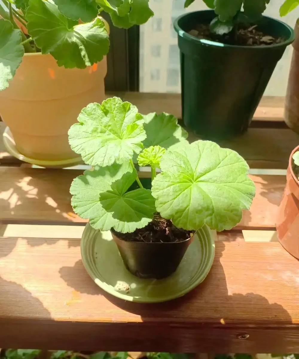 9種花，插枝還得在「初冬」，冷而不寒「成活率」高呀