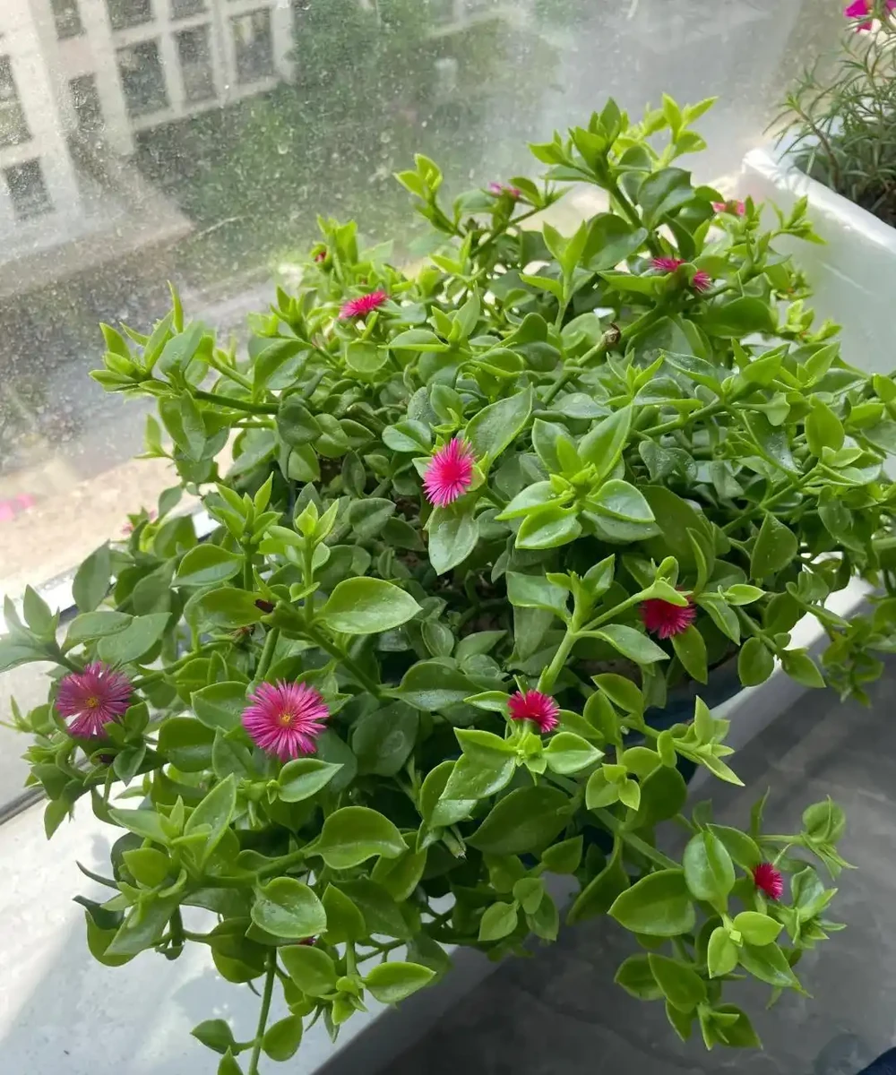 9種花，插枝還得在「初冬」，冷而不寒「成活率」高呀
