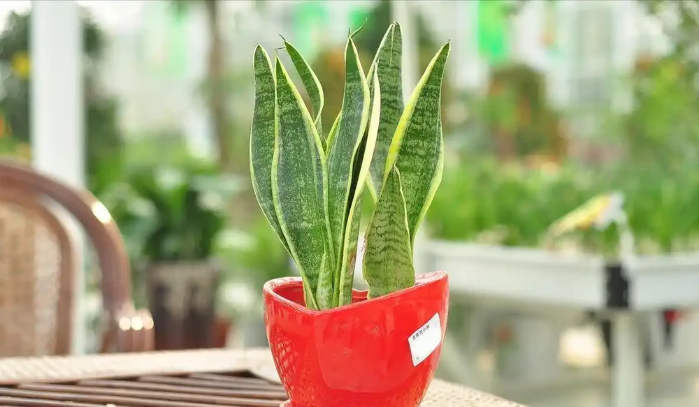 臥室裡適合放什麼植物和花