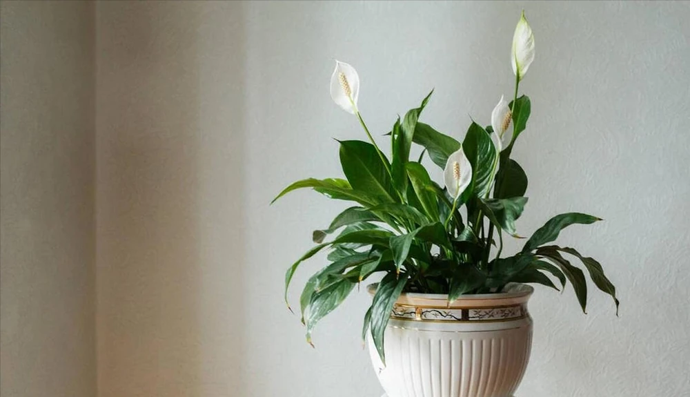 臥室裡適合放什麼植物和花