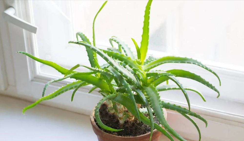 臥室裡適合放什麼植物和花