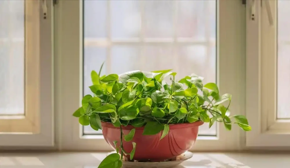 臥室裡適合放什麼植物和花