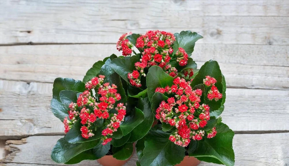臥室裡適合放什麼植物和花