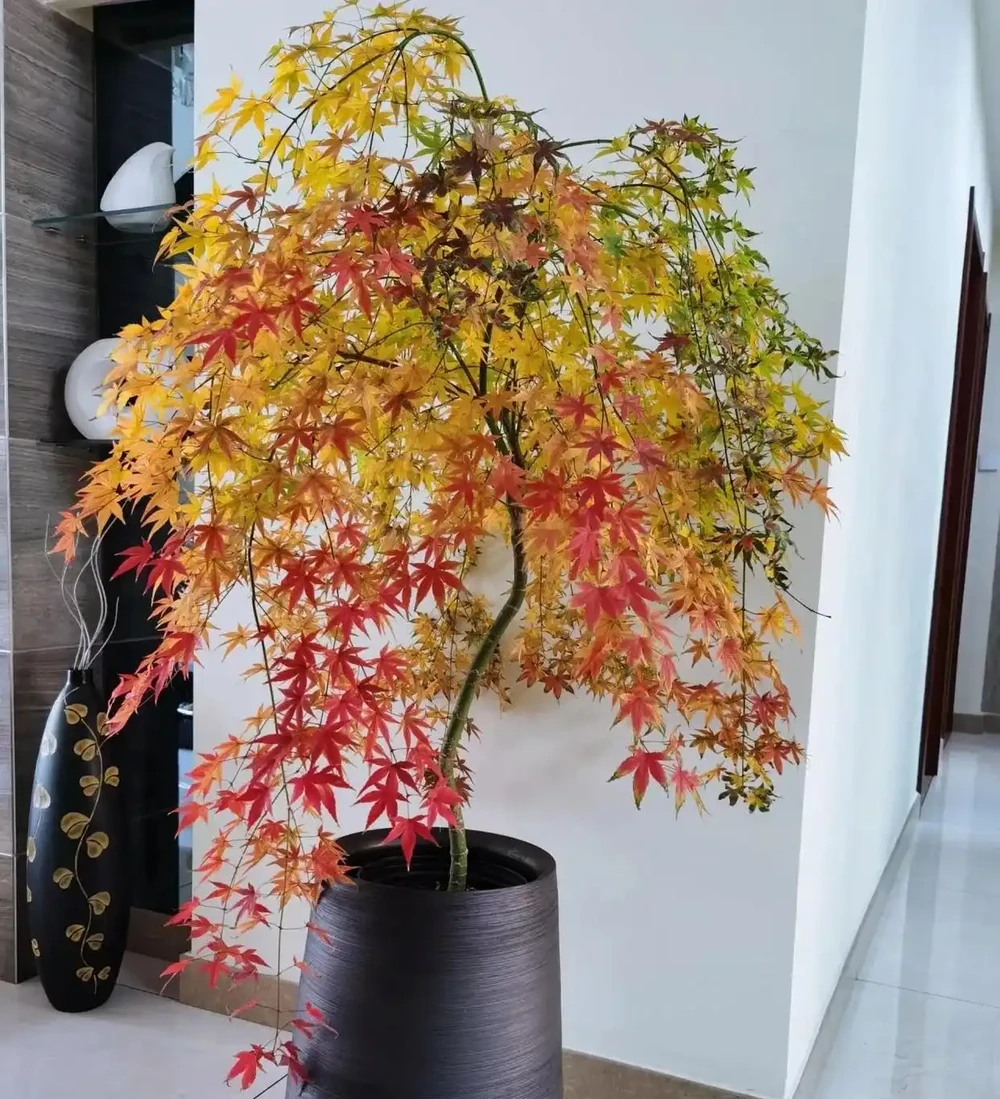 「客廳有好樹,十家有九富」,這8種樹養客廳,一樹成景,太絕了