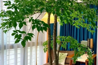 「客廳有好樹，十家有九富」，這8種樹養客廳，一樹成景，太絕了